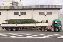 博多へモミの木輸送2